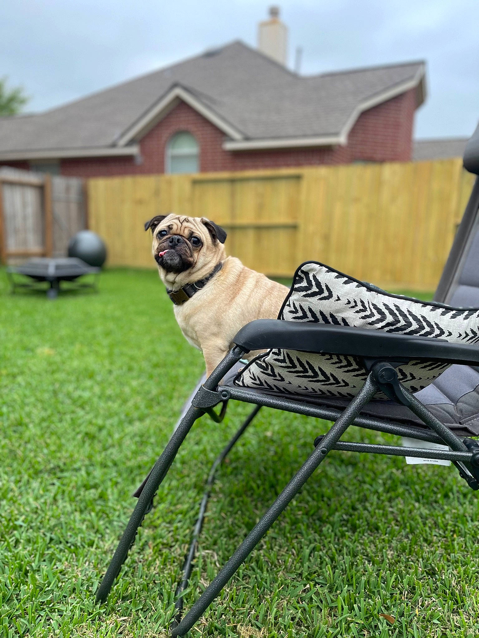 Linc joined the competition — help win amazing prizes! building, carnivore, chair, cloud, companion_dog, dog, dog_breed, fawn, folding_chair, grass, house, lawn, leisure, outdoor_furniture, plant, pug, recreation, sky, table, tree