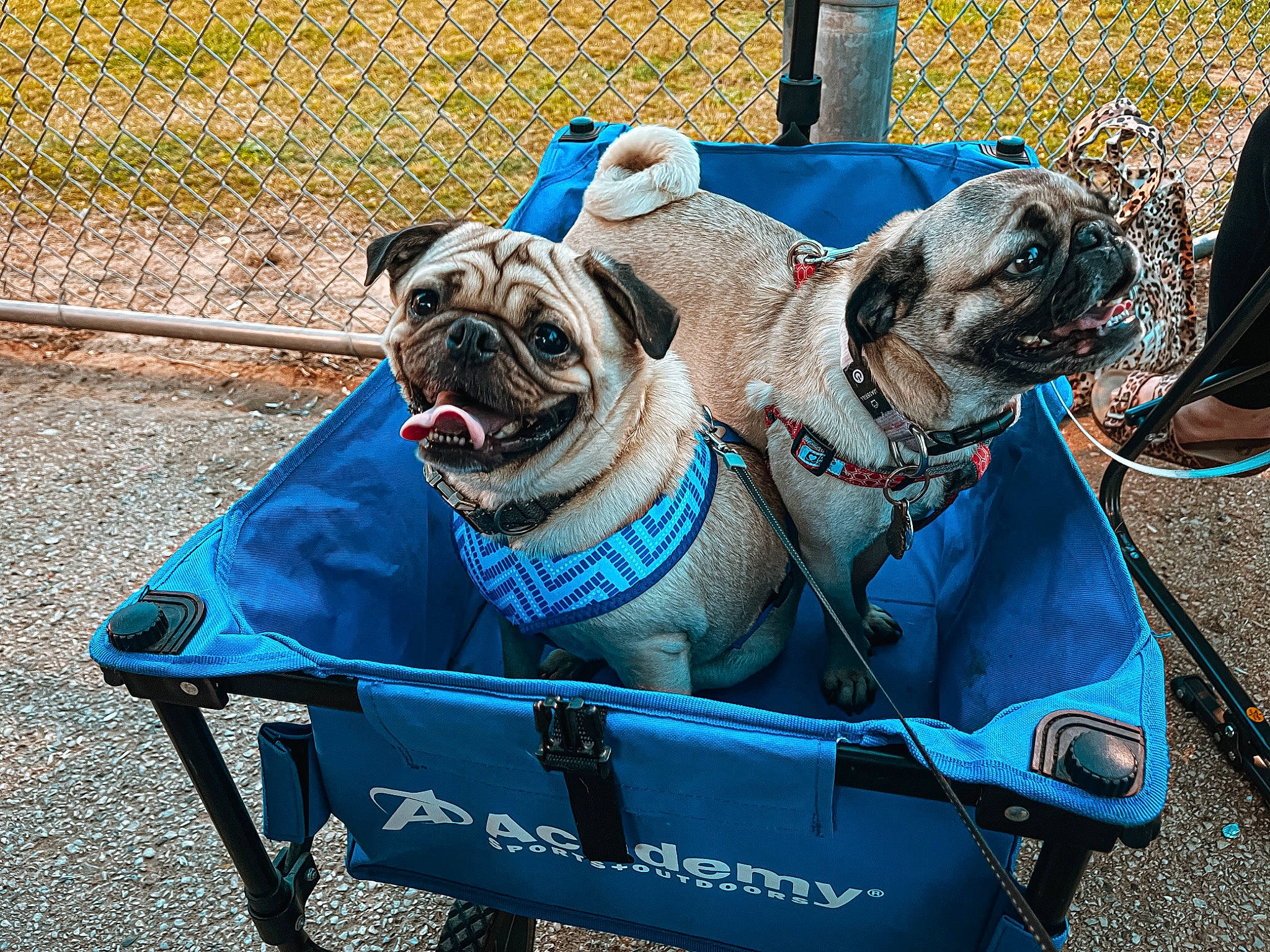 Linc is registered to the contest to win money with this photo: blue, carnivore, collar, companion_dog, dog, dog_breed, dog_collar, dog_supply, electric_blue, fashion_accessory, fawn, leash, pet_supply, pug, snout, tire, toy_dog, travel, working_animal, wrinkle