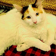 Bean is registered to the contest to win money with this photo: cat, white_cat, calico, fluffy, pet, animal, indoor, blanket, plaid, yellow_eyes, relaxed, cute, feline, fur, resting, cozy, closeup, looking_at_camera, soft_texture, domestic_animal