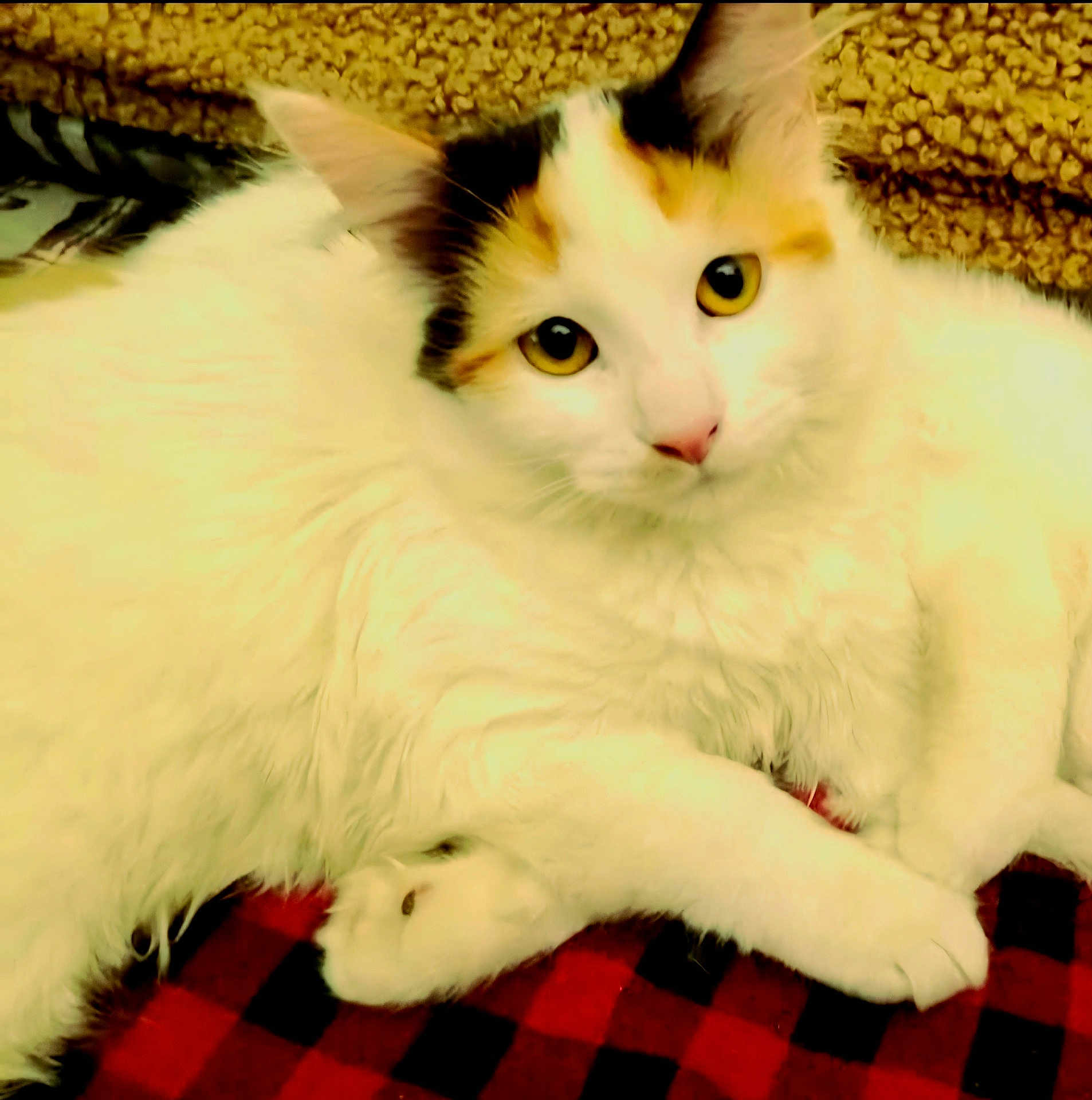 Bean is registered to the contest to win money with this photo: cat, white_cat, calico, fluffy, pet, animal, indoor, blanket, plaid, yellow_eyes, relaxed, cute, feline, fur, resting, cozy, closeup, looking_at_camera, soft_texture, domestic_animal