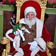 Sophie joined the competition — help win amazing prizes! santa_claus, cat, christmas, holiday, throne, festive, costume, beard, glasses, red_clothing, white_fur, ornate, decorations, stockings, green_outfit, indoor, smile, holiday_season, festivity, celebration