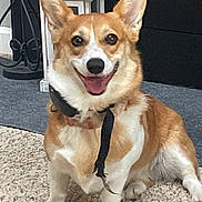 Nala joined the competition — help win amazing prizes! dog, corgi, pet, indoor, carpet, smiling, ears_up, collar, furniture, lantern, brown, white, happy, sitting, fur, animal, domestic_animal, cute, companion, portrait