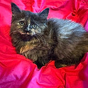 Princess is registered to the contest to win money with this photo: kitten, cat, tortoiseshell, furry, pet, animal, cute, resting, red_quilt, indoor, cozy, soft_texture, curious, young, small, whiskers, ears, eyes, fur, lying_down