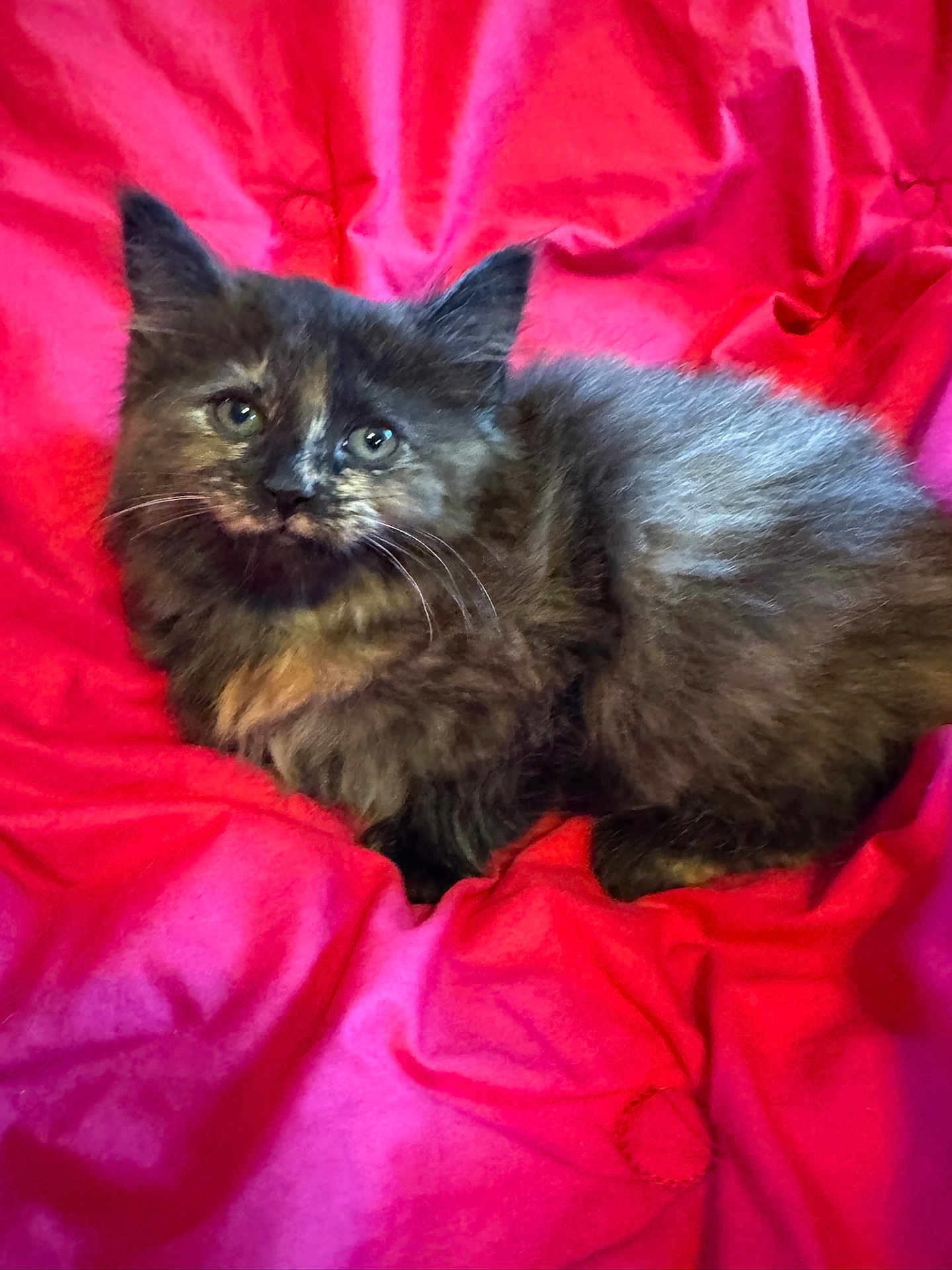 Princess is registered to the contest to win money with this photo: kitten, cat, tortoiseshell, furry, pet, animal, cute, resting, red_quilt, indoor, cozy, soft_texture, curious, young, small, whiskers, ears, eyes, fur, lying_down