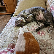 Shiloh is registered to the contest to win money with this photo: cat, guinea_pig, pets, animal, tabby, gray_cat, rodent, fur, belly_up, relaxed, sleeping, playful, bed, quilt, floral_pattern, indoors, bedroom, furniture, cuddly, funny