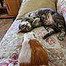 cat, guinea_pig, pets, animal, tabby, gray_cat, rodent, fur, belly_up, relaxed, sleeping, playful, bed, quilt, floral_pattern, indoors, bedroom, furniture, cuddly, funny