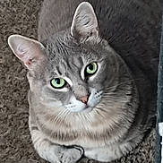 Rhino joined the competition — help win amazing prizes! cat, gray_tabby, green_eyes, pet, feline, close_up, carpet, indoor, cute, looking_up, whiskers, ears, fur, domestic_animal, animal, mammal, cozy, curious, sitting, portrait