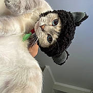 Yume is registered to the contest to win money with this photo: cat, blue_eyes, hat, knitted_hat, pet, indoor, curious, white_fur, close_up, portrait, whiskers, animal, cute, looking_up, funny_hat, feline, domestic_cat, soft_fur, ears, hand