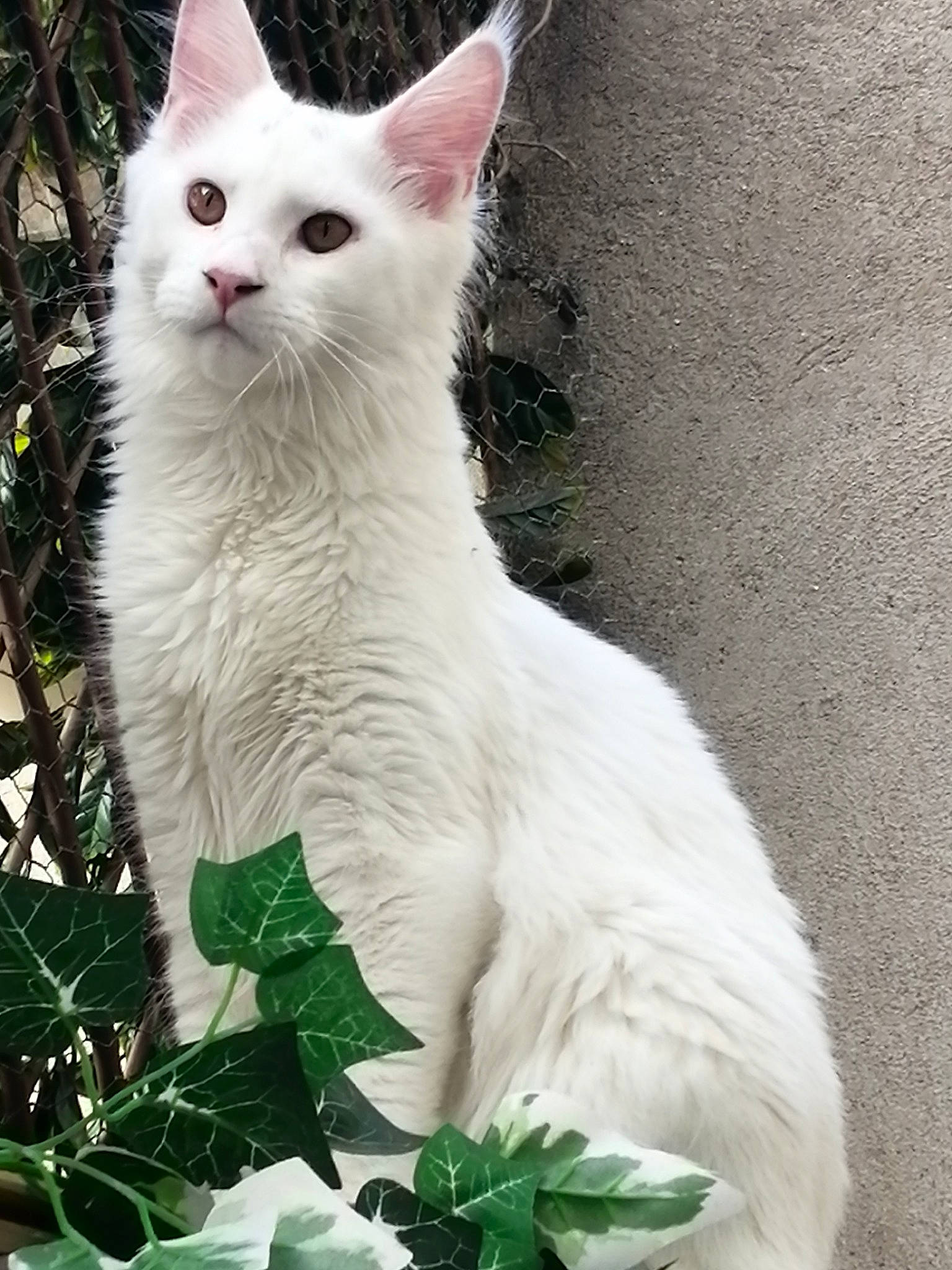 Chamallow participe au concours pour gagner de l'argent avec cette photo : carnivore, cat, domestic_short_haired_cat, felidae, fur, grass, pattern, plant, small_to_medium_sized_cats, snout, tail, terrestrial_animal, tree, twig, whiskers