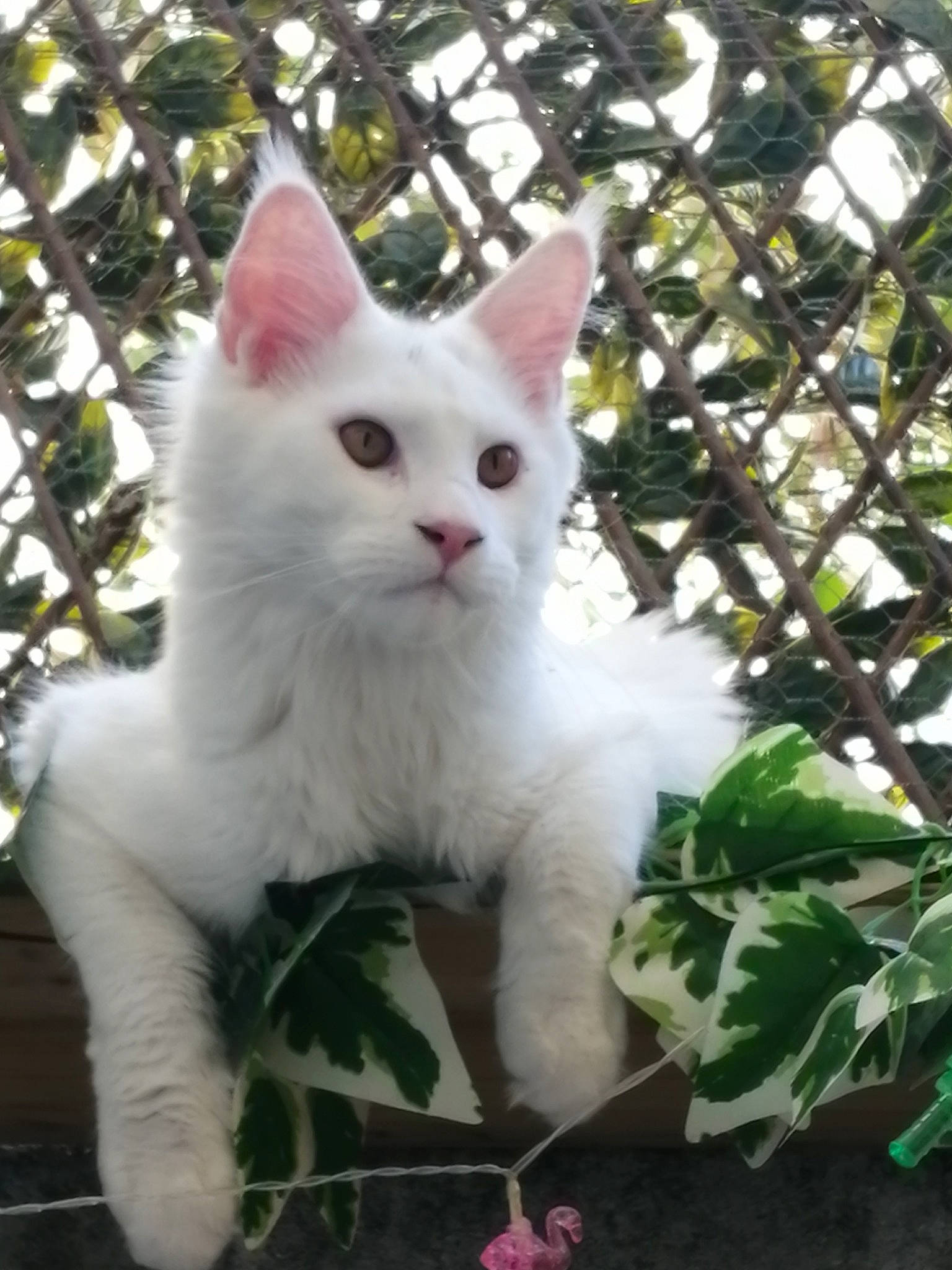 Chamallow participe au concours pour gagner de l'argent avec cette photo : carnivore, cat, domestic_short_haired_cat, eye, felidae, fur, grass, head, pattern, plant, small_to_medium_sized_cats, snout, tail, terrestrial_animal, tree, twig, whiskers