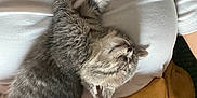 Atchoum participe au concours pour gagner de l'argent avec cette photo : kitten, cat, sleeping, gray_fur, person, white_shirt, text_on_shirt, blanket, orange_blanket, indoor, resting, cute, pet, animal, cozy, fur, nap, relaxation, human, soft