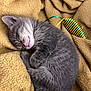Atchoum a rejoint le concours — aidez-le/la à gagner de superbes lots ! kitten, sleeping, gray_fur, white_fur, curled_up, blanket, toy, mouse_toy, cozy, nap, pet, domestic_cat, feline, fur, whiskers, cute, small_animal, indoor, resting, soft_texture