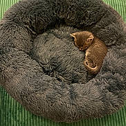 Atchoum a rejoint le concours — aidez-le/la à gagner de superbes lots ! animal, bed, brown, cat, cozy, curled_up, cute, fluffy, furry, green_background, indoor, kitten, peaceful, pet_bed, quiet, resting, sleeping, small, soft, young