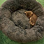 kitten, sleeping, cat, pet_bed, fluffy, brown, curled_up, cozy, indoor, soft, resting, cute, small, furry, animal, bed, green_background, quiet, peaceful, young
