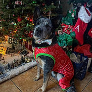 Roscoe Mills is registered to the contest to win money with this photo: dog, christmas_tree, holiday_outfit, bow_tie, stocking, gift_bags, floor_tiles, christmas_decorations, miniature_village, festive, indoor, pet, black_and_white_dog, holiday_season, winter_theme, cute, animal, decor, christmas_lights, festive_spirit