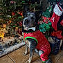 dog, christmas_tree, holiday_outfit, bow_tie, stocking, gift_bags, floor_tiles, christmas_decorations, miniature_village, festive, indoor, pet, black_and_white_dog, holiday_season, winter_theme, cute, animal, decor, christmas_lights, festive_spirit