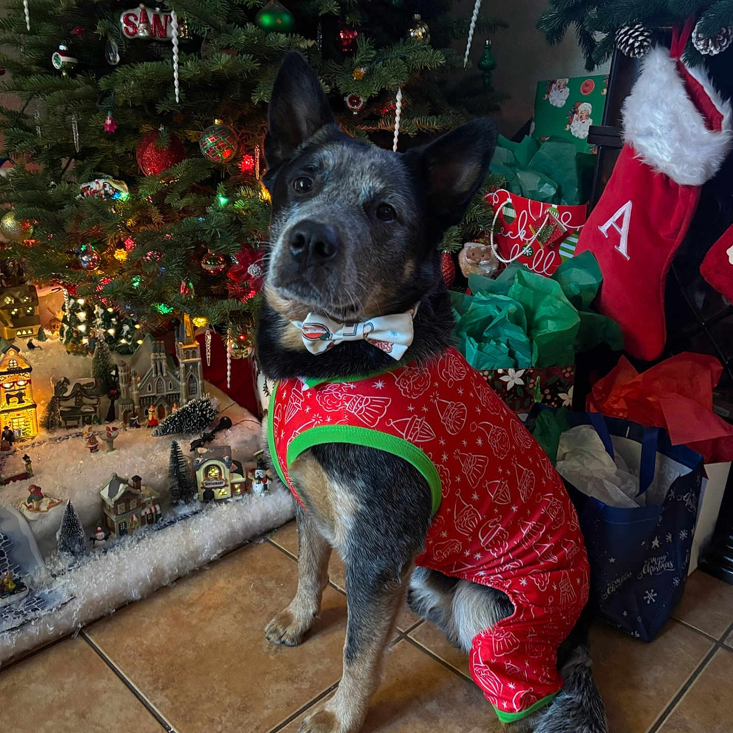Roscoe Mills is registered to the contest to win money with this photo: animal, black_and_white_dog, bow_tie, christmas_decorations, christmas_lights, christmas_tree, cute, decor, dog, festive, festive_spirit, floor_tiles, gift_bags, holiday_outfit, holiday_season, indoor, miniature_village, pet, stocking, winter_theme