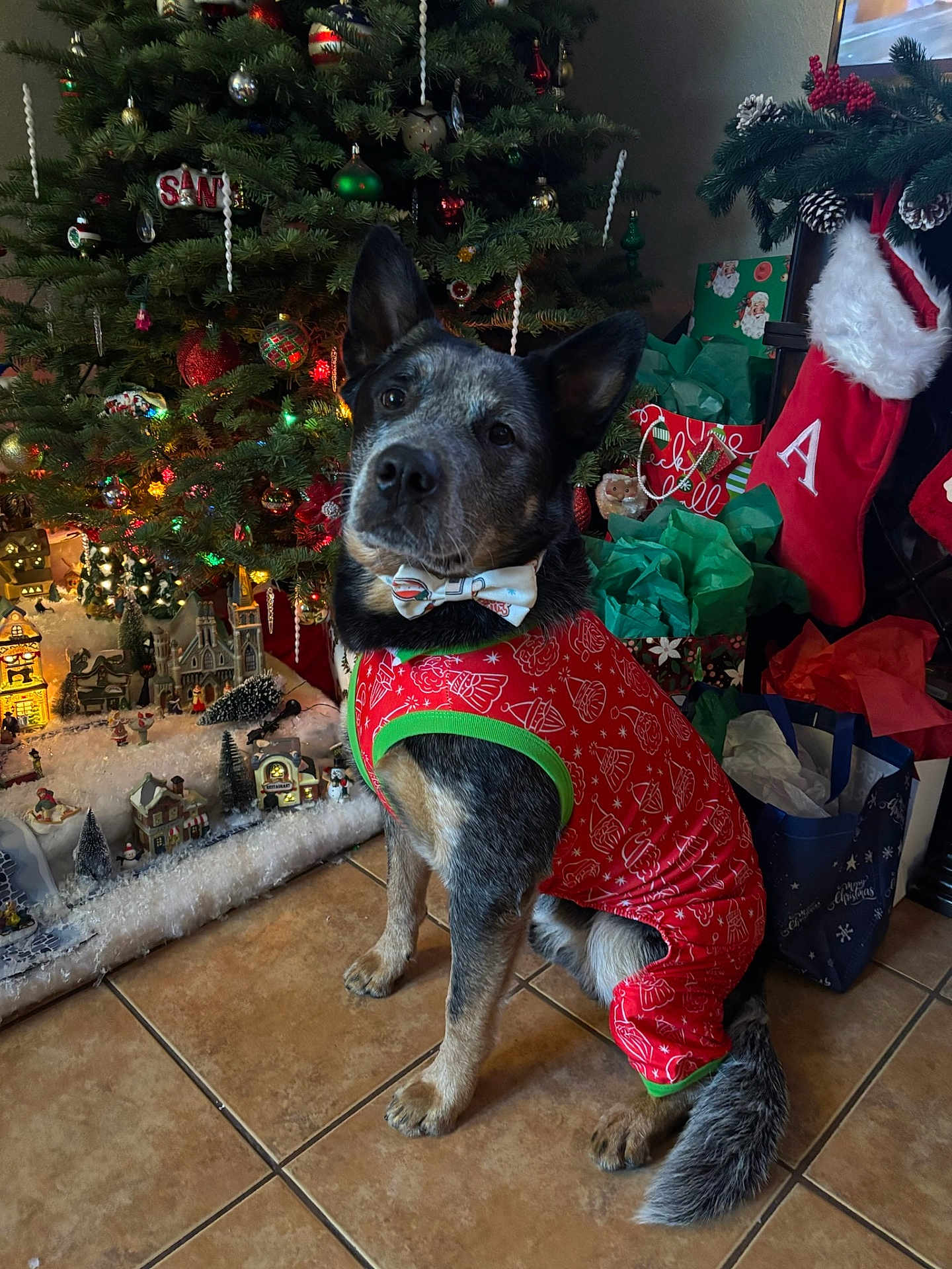Roscoe Mills is registered to the contest to win money with this photo: dog, christmas_tree, holiday_outfit, bow_tie, stocking, gift_bags, floor_tiles, christmas_decorations, miniature_village, festive, indoor, pet, black_and_white_dog, holiday_season, winter_theme, cute, animal, decor, christmas_lights, festive_spirit
