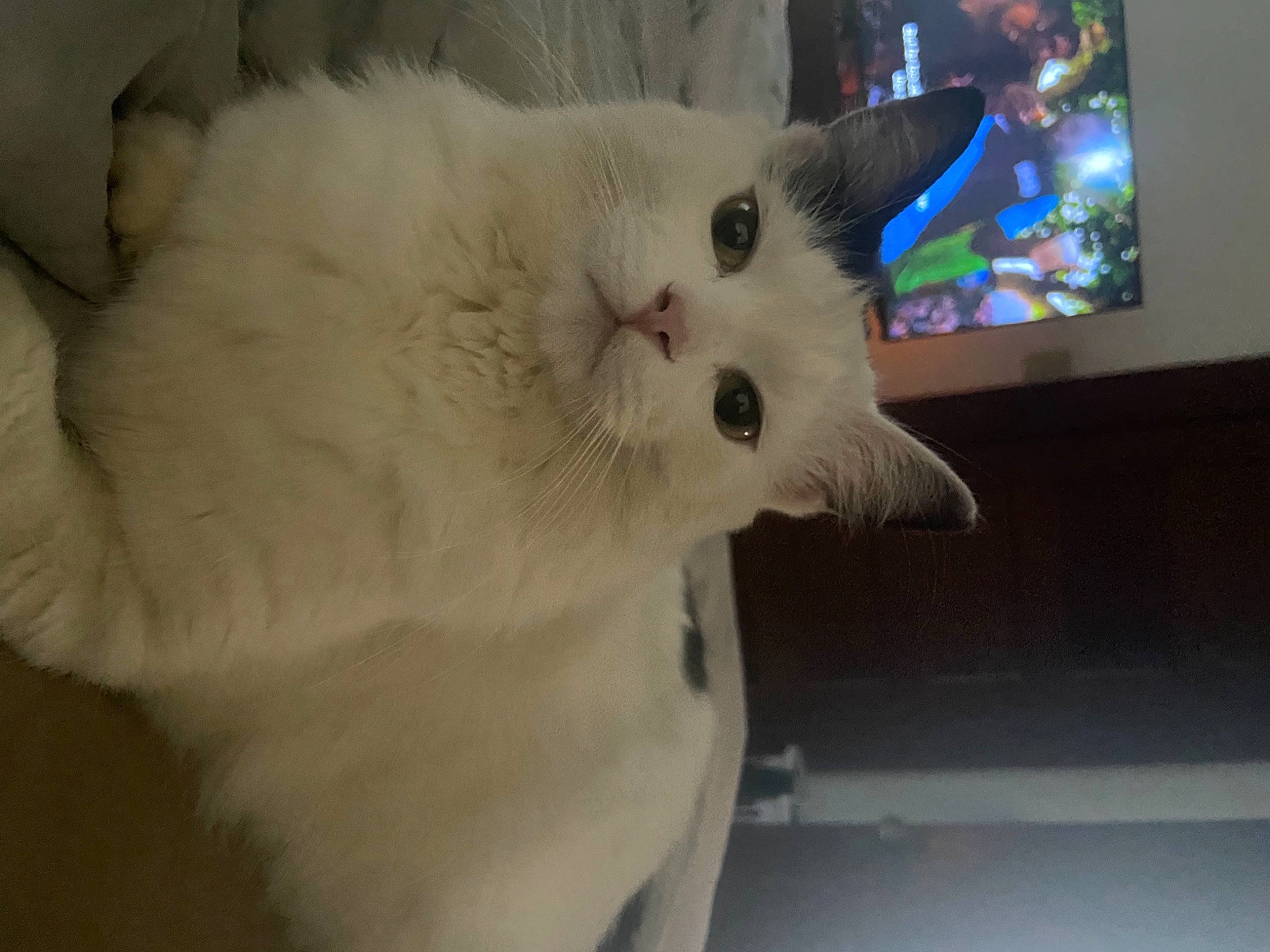 Mister joined the competition — help win amazing prizes! carnivore, cat, claw, comfort, display_device, domestic_short_haired_cat, fawn, felidae, fur, paw, small_to_medium_sized_cats, snout, tail, whiskers