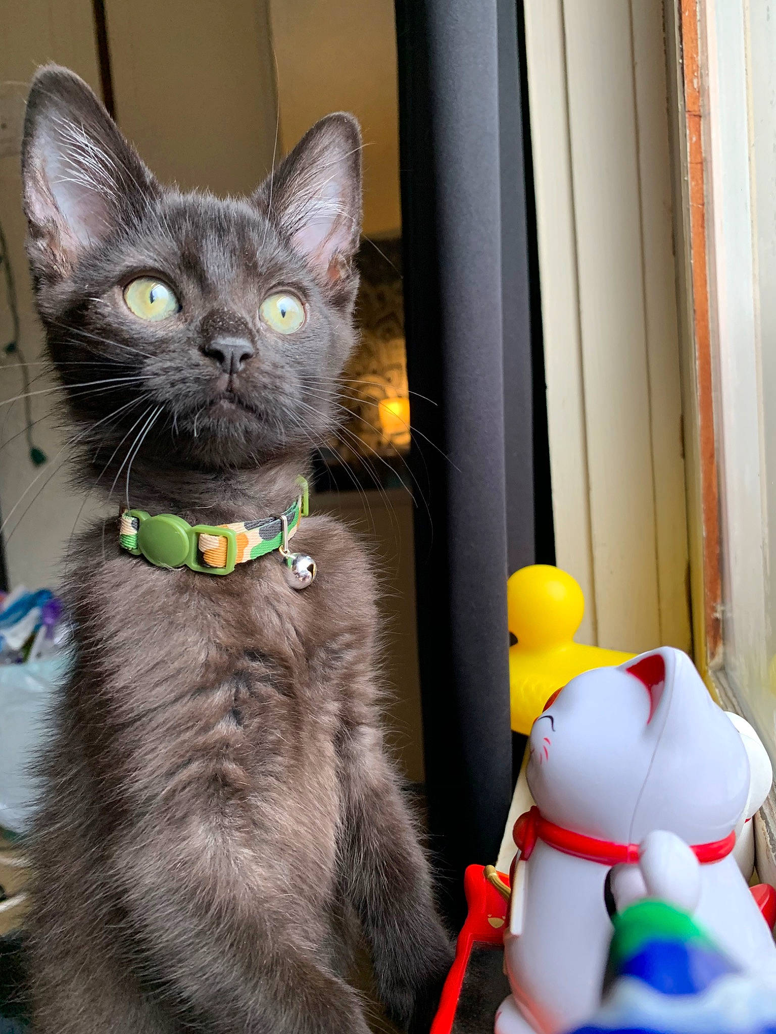 Soybean joined the competition — help win amazing prizes! american_shorthair, asian, carnivore, cat, chartreux, domestic_short_haired_cat, ear, european_shorthair, felidae, kitten, korat, mammal, nebelung, russian_blue, small_to_medium_sized_cats, snout, whiskers