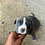 Krom is registered to the contest to win money with this photo: puppy, dog, blue_eyes, gray_fur, white_markings, hand, pet, animal, cute, young, outdoor, concrete, closeup, small, looking_up, adorable, domestic_animal, friendly, mammal, companionship