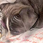 Krom is registered to the contest to win money with this photo: puppy, dog, close_up, resting, blanket, fabric, fur, pet, animal, sleepy, ears, snout, soft, cozy, indoor, cute, young, mammal, domestic_animal, pattern
