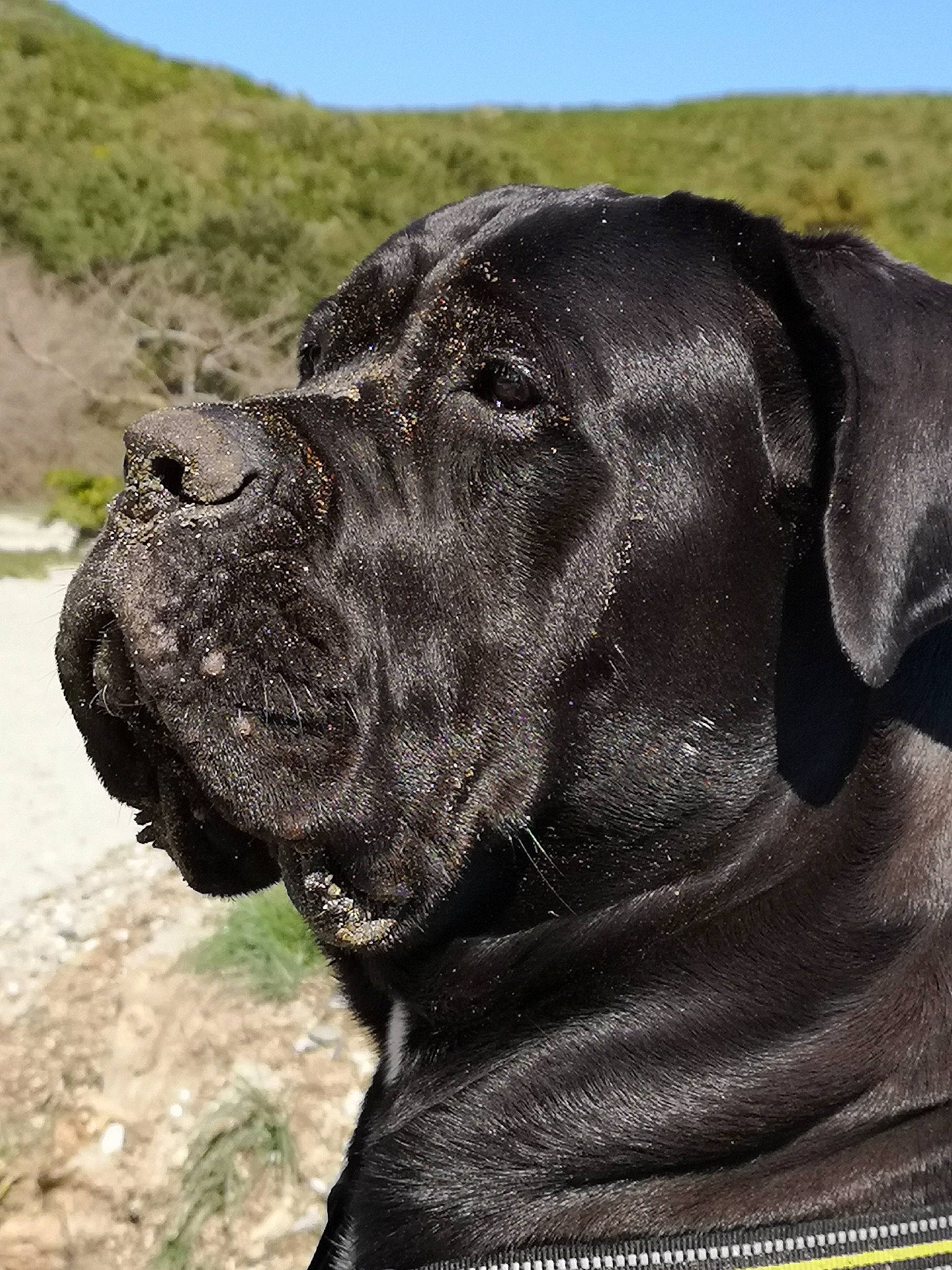 Olaf participe au concours pour gagner de l'argent avec cette photo : bandog, cane_corso, canidae, carnivore, dog, dog_breed, english_mastiff, fawn, great_dane, guard_dog, mammal, molosser, non_sporting_group, snout, sporting_group, vertebrate, working_dog