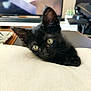 black_kitten, cat, yellow_eyes, indoor, cushion, resting, curious, close_up, soft_texture, furniture, television, blurry_background, pet, animal, cute, young, domestic_cat, whiskers, ears, head
