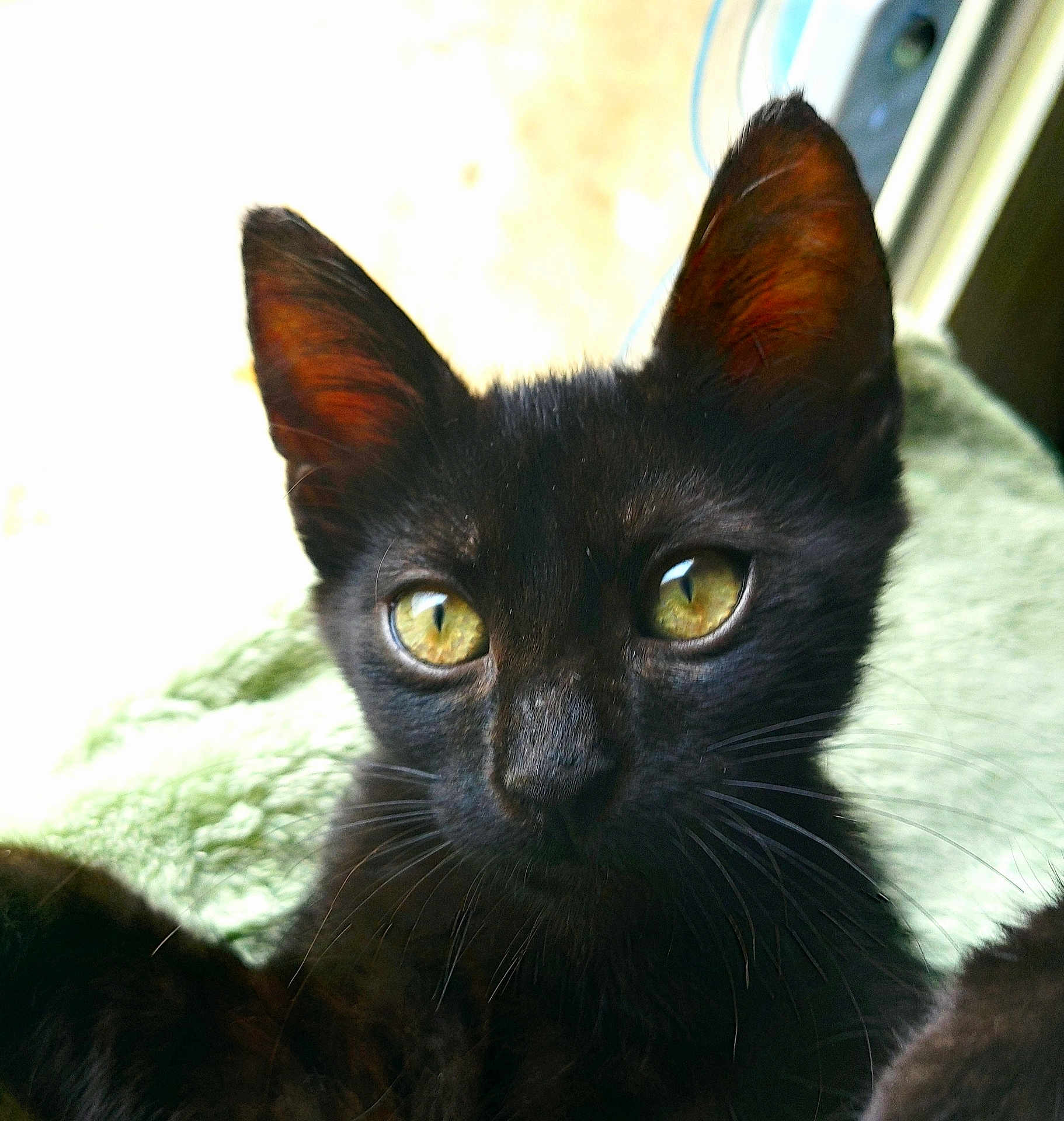 Nox a rejoint le concours — aidez-le/la à gagner de superbes lots ! cat, kitten, black_cat, close_up, yellow_eyes, whiskers, ears, fur, pet, animal, cute, curious, indoors, blanket, window, natural_light, soft_texture, portrait, paw, young