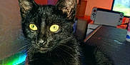Nox a rejoint le concours — aidez-le/la à gagner de superbes lots ! black_cat, cat, pet, indoor, yellow_eyes, arm, feline, fur, whiskers, animal, relaxed, curious, gaming_console, led_lights, modern, cozy, home, table, shadow, resting
