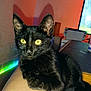 black_cat, cat, pet, indoor, yellow_eyes, arm, feline, fur, whiskers, animal, relaxed, curious, gaming_console, led_lights, modern, cozy, home, table, shadow, resting