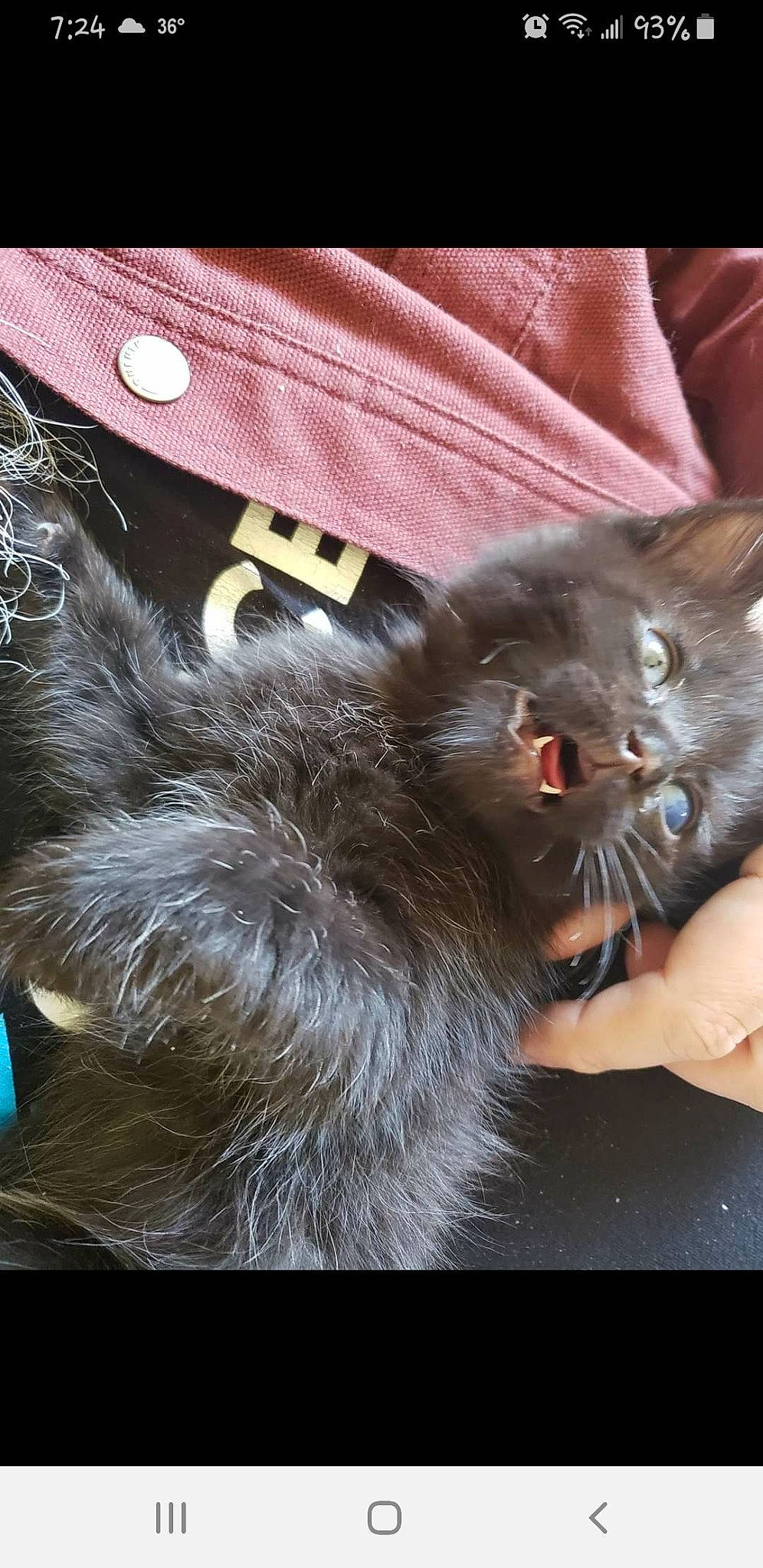 Sammy joined the competition — help win amazing prizes! black_cat, british_longhair, carnivore, cat, claw, domestic_short_haired_cat, fashion_accessory, fawn, felidae, fur, paw, photo_caption, rectangle, russian_blue, small_to_medium_sized_cats, tail, whiskers