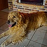 Ralf a rejoint le concours — aidez-le/la à gagner de superbes lots ! dog, golden_retriever, indoor, fireplace, brick_wall, tiled_floor, pet, canine, resting, tongue_out, fur, mammal, companion, cozy, home, animal, friendly, domestic, warm, relaxed