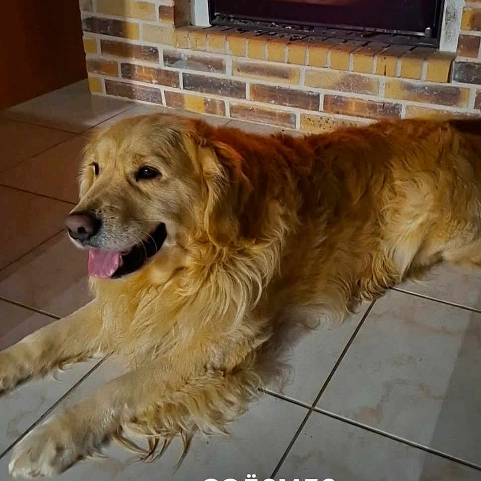 Ralf a rejoint le concours — aidez-le/la à gagner de superbes lots ! dog, golden_retriever, indoor, fireplace, brick_wall, tiled_floor, pet, canine, resting, tongue_out, fur, mammal, companion, cozy, home, animal, friendly, domestic, warm, relaxed