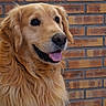 dog, golden_retriever, pet, animal, mammal, fur, tongue, smiling, portrait, indoor, brick_wall, cute, friendly, canine, face, ears, long_hair, companion, domestic_animal, looking