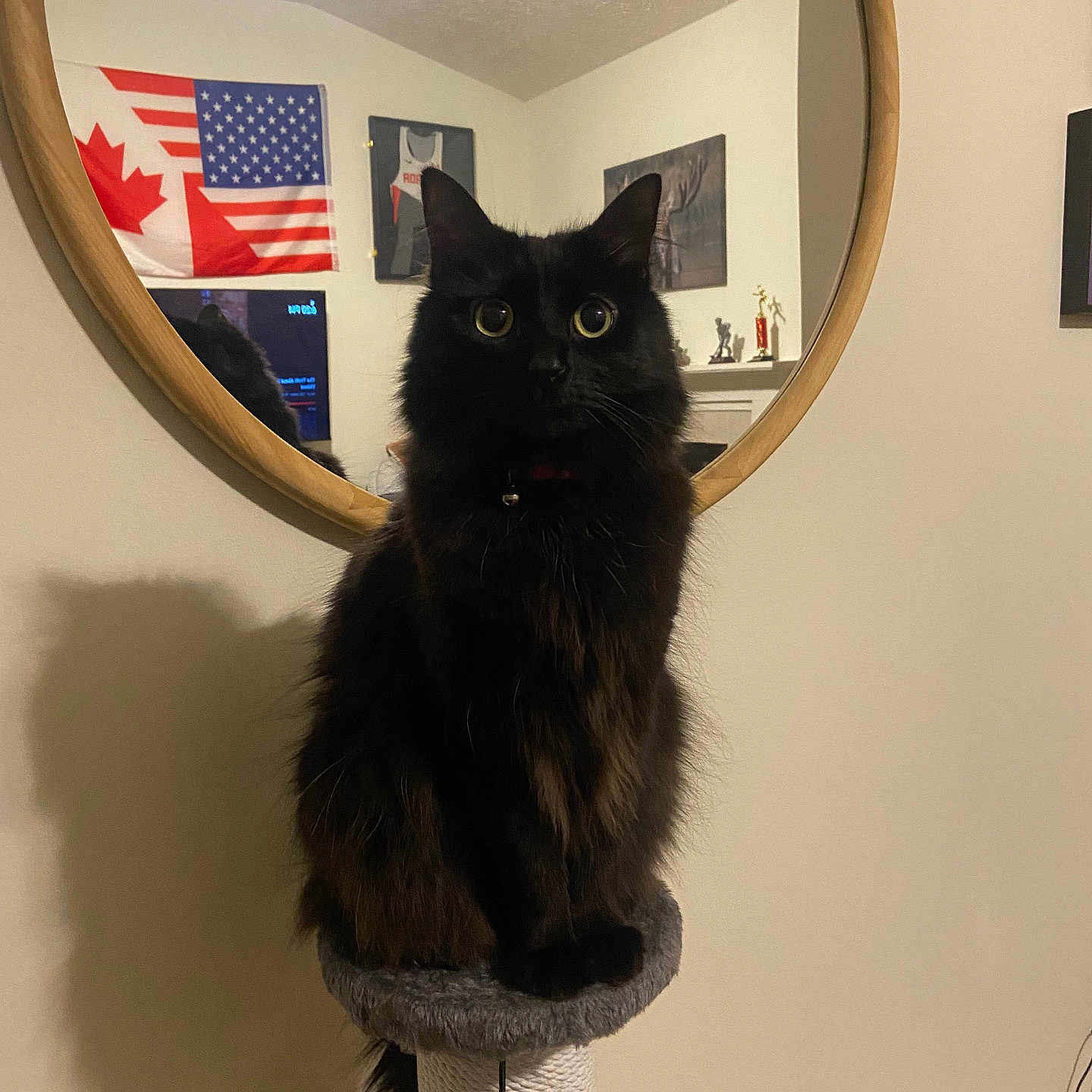 Onyx joined the competition — help win amazing prizes! americanflag, animal, appliance, architecture, blackcat, building, cat, ceilingfan, couch, device, electricaldevice, flag, furniture, indoors, manx, person, pet, photography, wall, wood