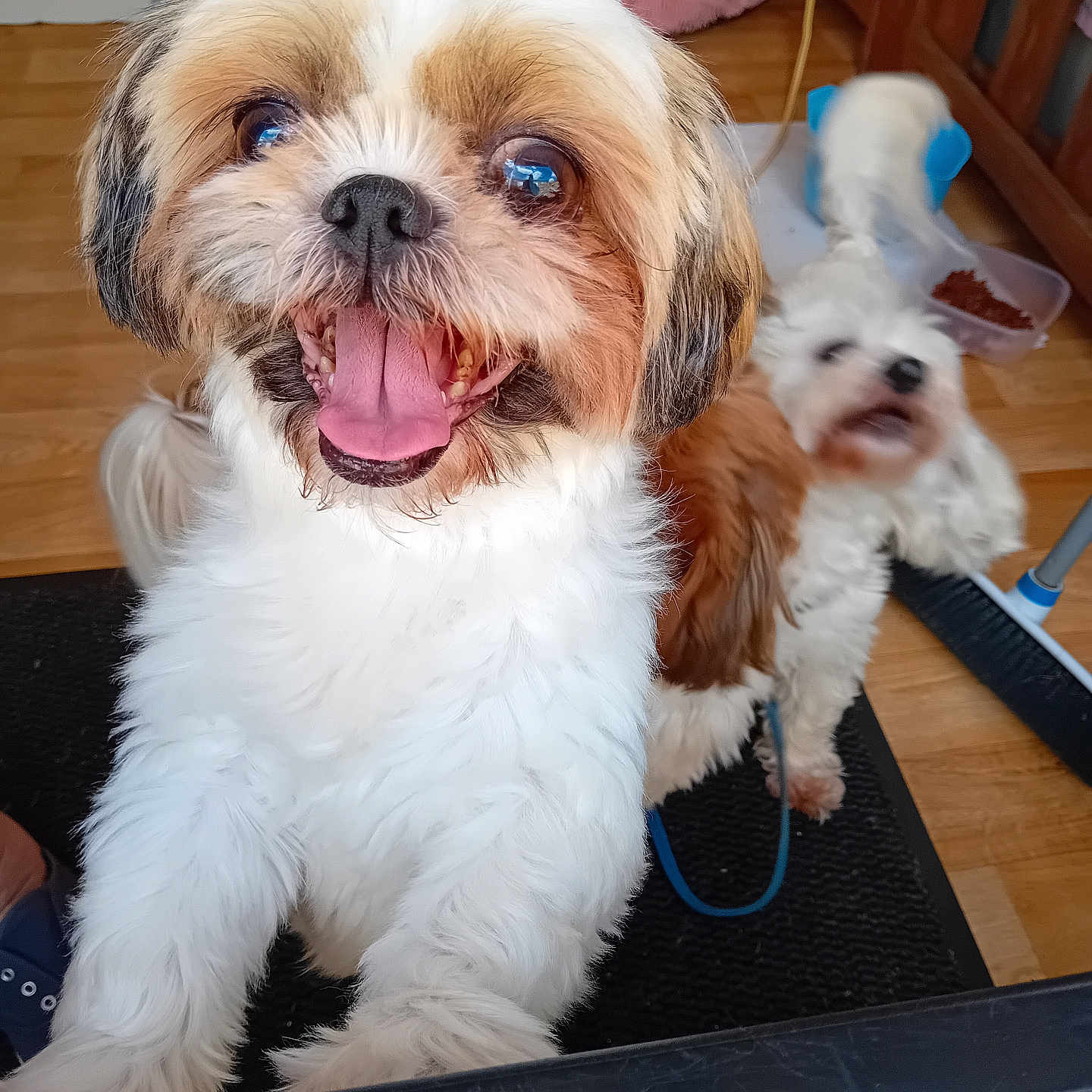 Nala a rejoint le concours — aidez-le/la à gagner de superbes lots ! animal, blurred_background, brown_fur, close_up, companion, cute, dog, excited, floor_mat, fluffy, happy, indoor, leash, pet, pet_bowl, playful, small_dog, tongue_out, white_fur, wooden_floor