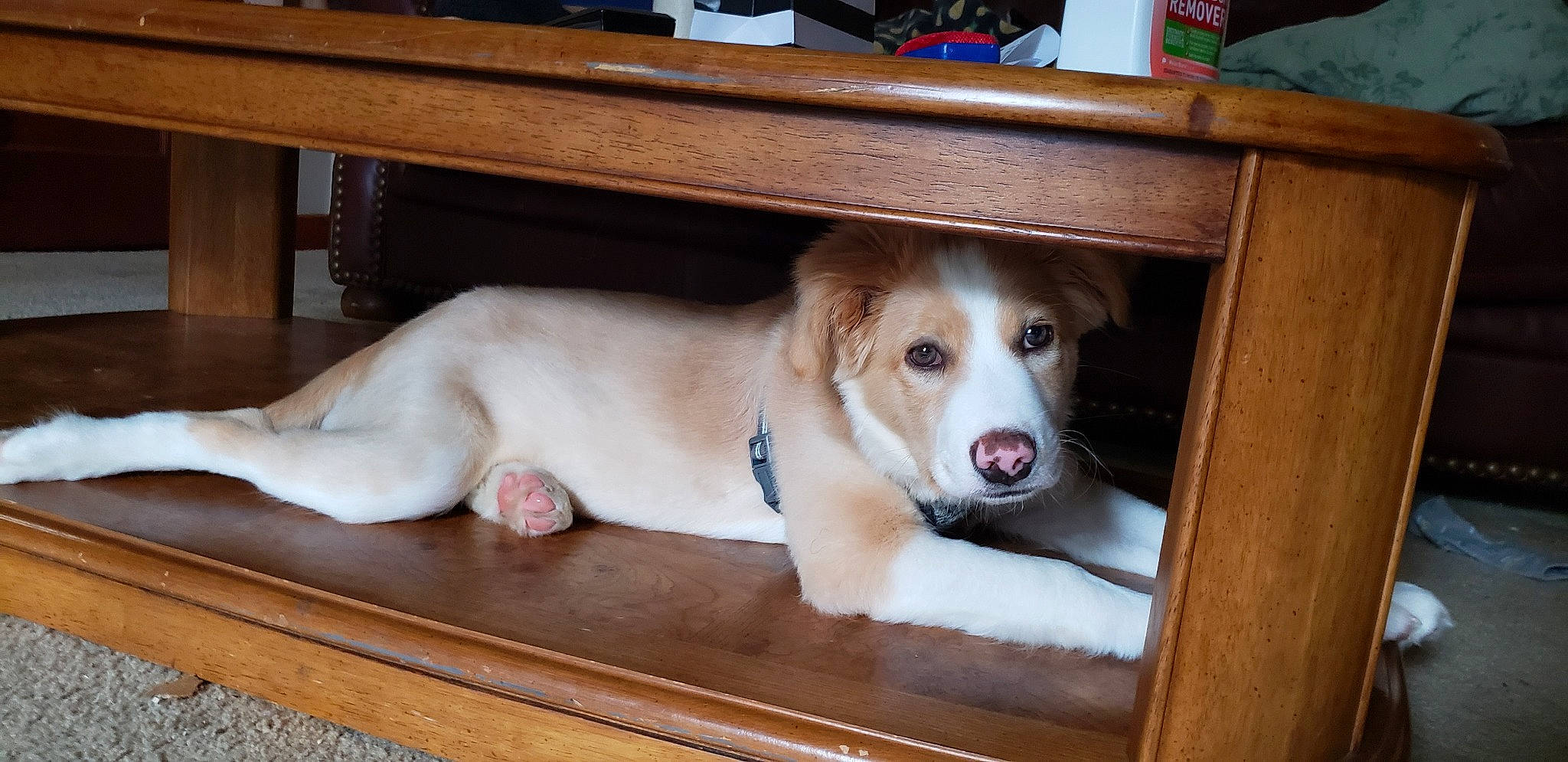 Tater Tot joined the competition — help win amazing prizes! canidae, carnivore, companion_dog, dog, dog_breed, fawn, mammal, sporting_group, vertebrate