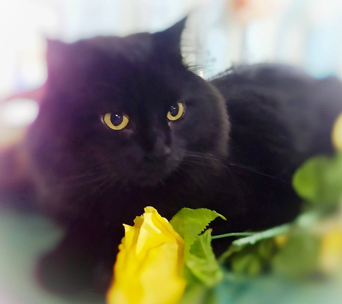 Alby is registered to the contest to win money with this photo: asian, black, black_cat, bombay, british_shorthair, carnivore, cat, domestic_short_haired_cat, eye, felidae, flower, grass, kitten, plant, small_to_medium_sized_cats, snout, whiskers, yellow