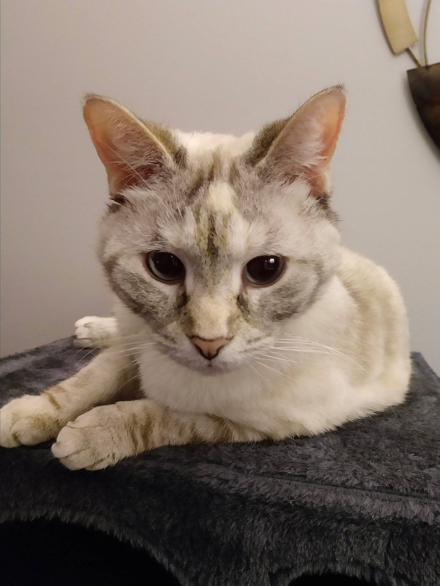 Phoebe joined the competition — help win amazing prizes! aegean_cat, american_wirehair, asian, australian_mist, burmilla, carnivore, cat, domestic_short_haired_cat, european_shorthair, felidae, german_rex, kitten, mammal, ojos_azules, singapura, small_to_medium_sized_cats, tabby_cat, vertebrate, whiskers