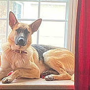 Mikey is registered to the contest to win money with this photo: animal, collar, curtains, dog, domestic, ears, fur, german_shepherd, home, indoor, light, looking, natural_light, paws, pet, portrait, relaxed, resting, window, windowsill