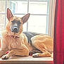 animal, collar, curtains, dog, domestic, ears, fur, german_shepherd, home, indoor, light, looking, natural_light, paws, pet, portrait, relaxed, resting, window, windowsill