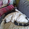 Valerie Sanson participe au concours pour gagner de l'argent avec cette photo : cat, sleeping, white_cat, striped_tail, couch, blanket, remote_control, indoor, cozy, pet, resting, feline, soft_texture, pillow, relaxation, domestic_animal, fur, animal, home_interior, quiet