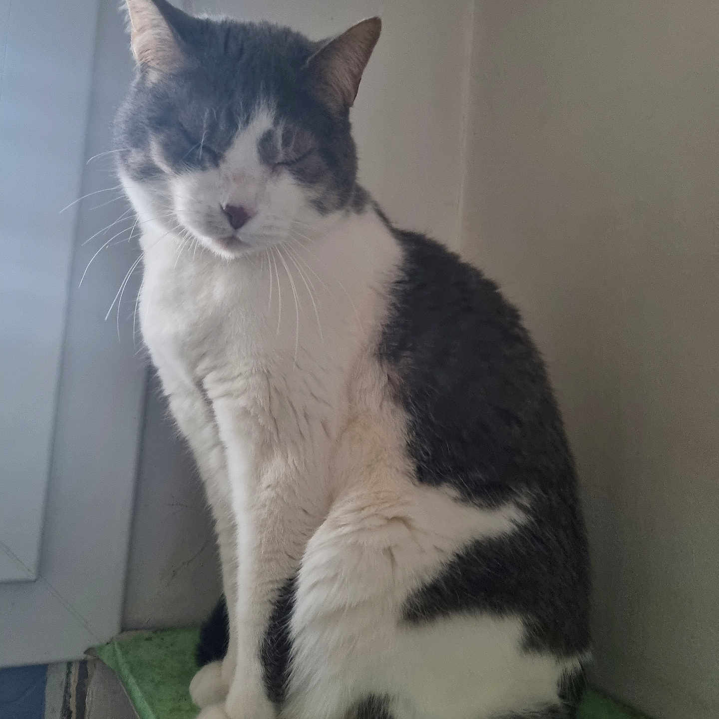 Valerie Sanson a rejoint le concours — aidez-le/la à gagner de superbes lots ! cat, animal, pet, sitting, white, gray, feline, indoor, window, fur, whiskers, ears, face, resting, quiet, corner, house, soft_light, calm, peaceful