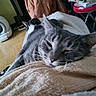 Valerie Sanson participe au concours pour gagner de l'argent avec cette photo : cat, sleeping, blanket, indoor, feline, resting, cozy, fur, pet, animal, closeup, relaxing, soft, comfortable, home, mammal, cute, companion, laying_down, domestic