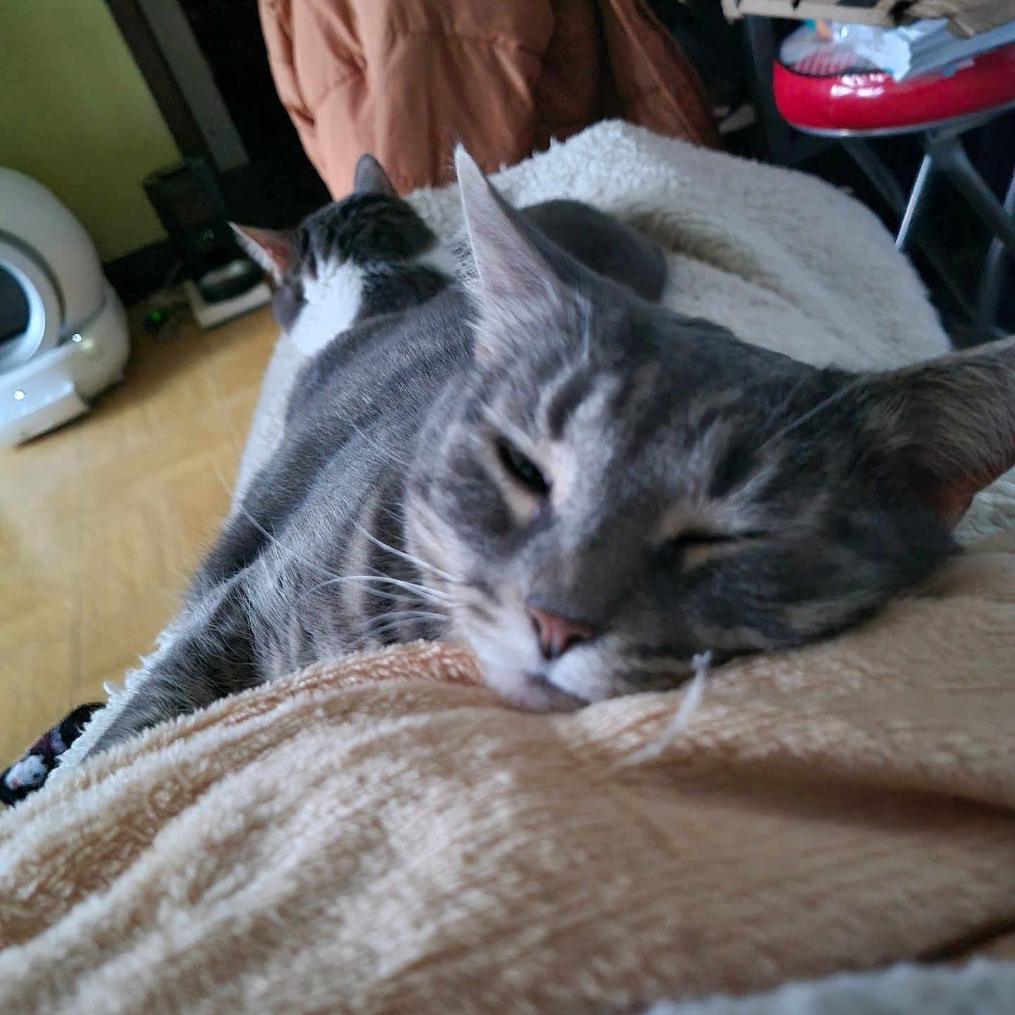 Valerie Sanson participe au concours pour gagner de l'argent avec cette photo : animal, blanket, cat, closeup, comfortable, companion, cozy, cute, domestic, feline, fur, home, indoor, laying_down, mammal, pet, relaxing, resting, sleeping, soft