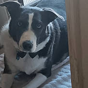 Maggie joined the competition — help win amazing prizes! dog, black_and_white, bow_tie, indoors, blanket, pet, animal, lying_down, fur, canine, looking_at_camera, companion, domestic, cute, portrait, mammal, friendly, relaxed, cozy, home