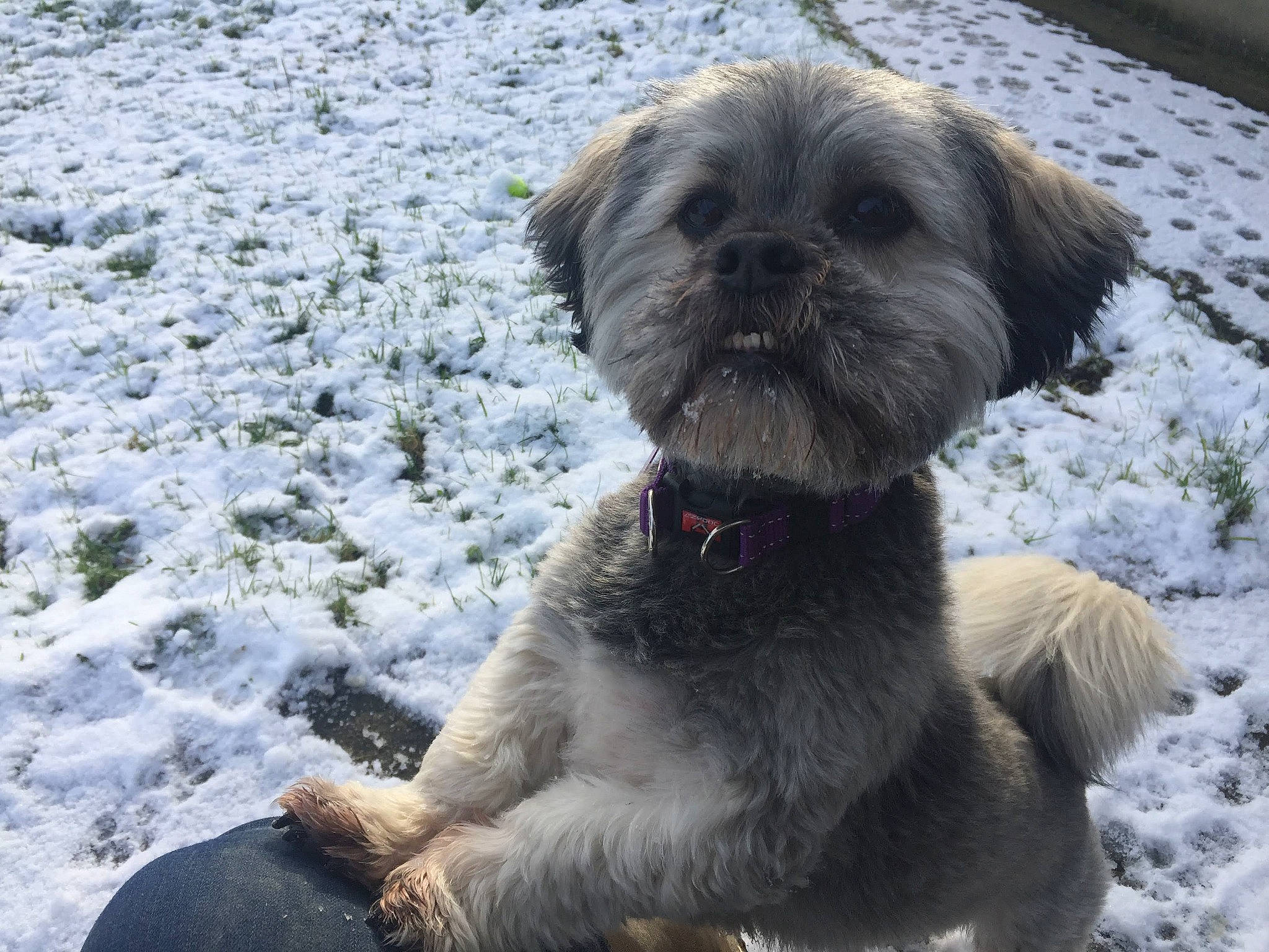 Ollie is registered to the contest to win money with this photo: border_terrier, cairn_terrier, canidae, carnivore, catalan_sheepdog, companion_dog, dog, dog_breed, glen_of_imaal_terrier, lhasa_apso, mammal, petit_basset_griffon_vendeen, puppy, sapsali, shih_tzu, snout, snow, sporting_group, tibetan_terrier, wirehaired_pointing_griffon