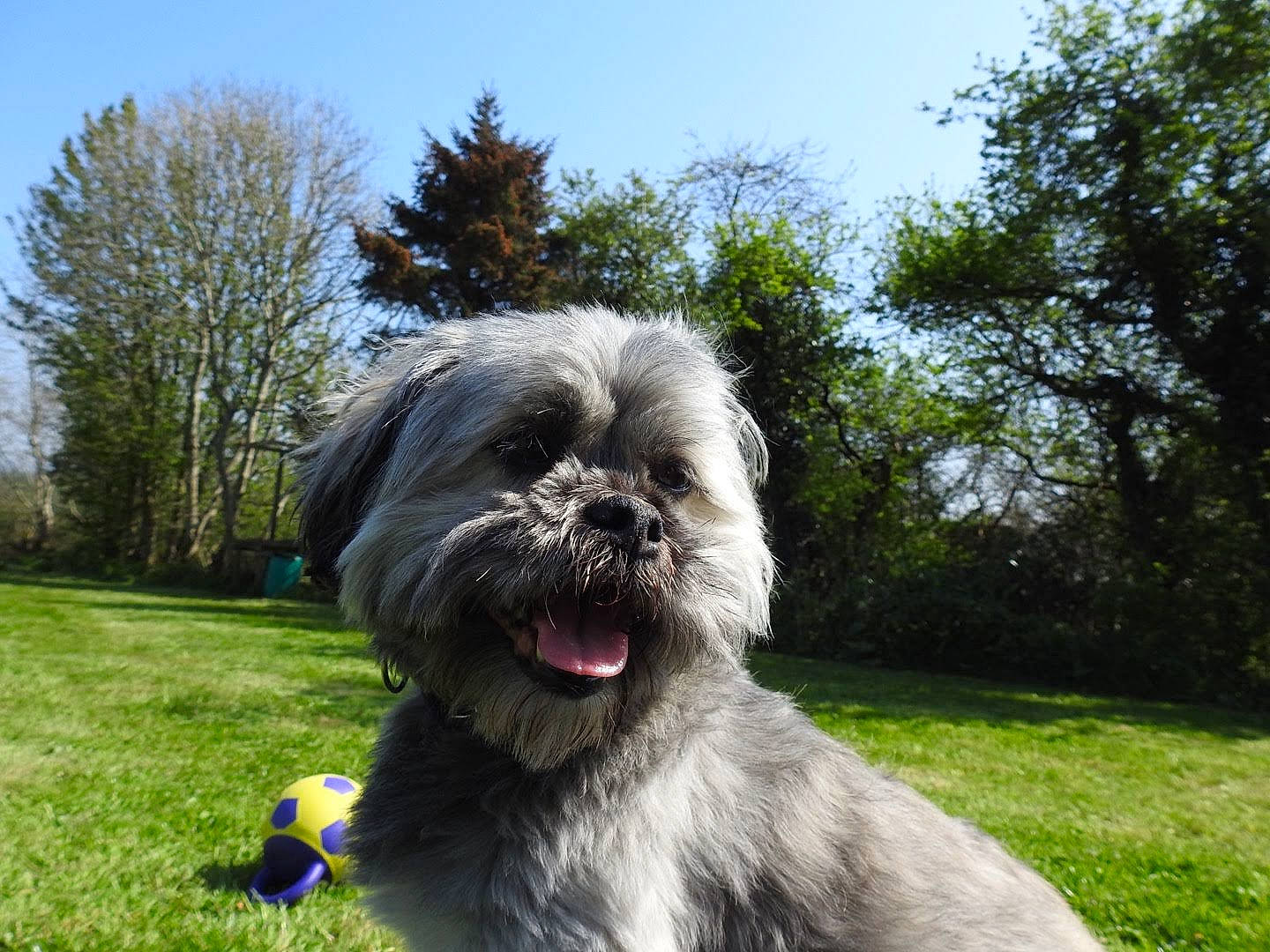 Ollie joined the competition — help win amazing prizes! affenpinscher, cairn_terrier, canidae, cao_da_serra_de_aires, carnivore, catalan_sheepdog, chinese_imperial_dog, companion_dog, dog, dog_breed, lhasa_apso, lowchen, mammal, pyrenean_shepherd, shih_tzu, snout, sporting_group, terrier, tibetan_terrier, vertebrate