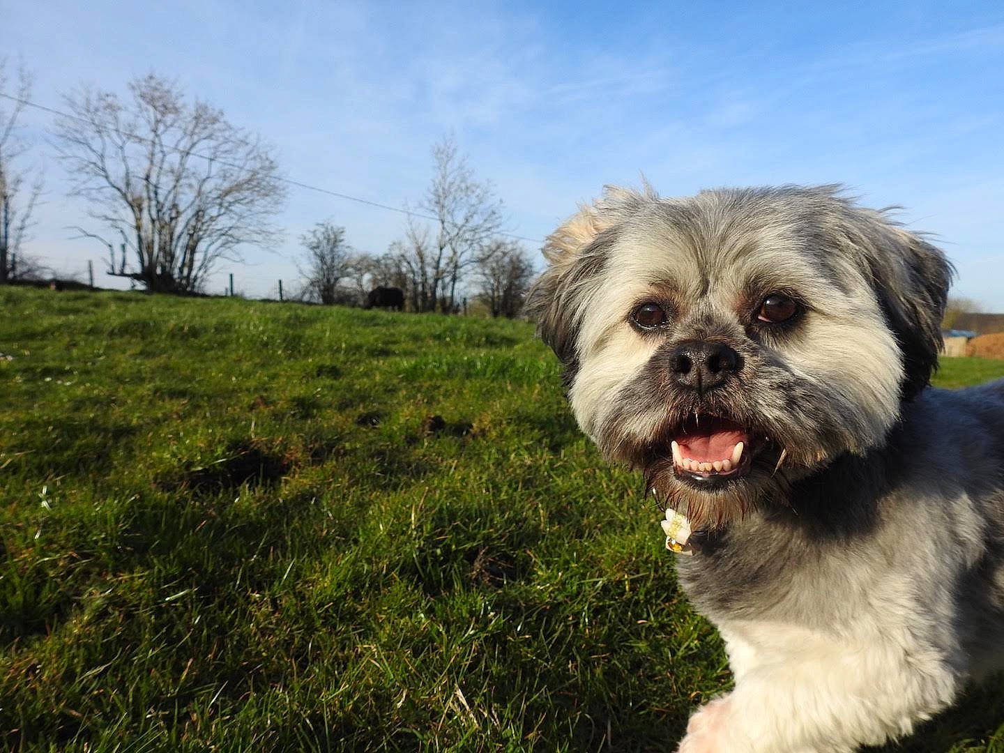 Ollie is registered to the contest to win money with this photo: canidae, carnivore, companion_dog, dog, dog_breed, glen_of_imaal_terrier, grass, havanese, lhasa_apso, lowchen, mammal, morkie, plant, rare_breed_dog, shih_tzu, small_terrier, snout, sporting_group, terrier, toy_dog